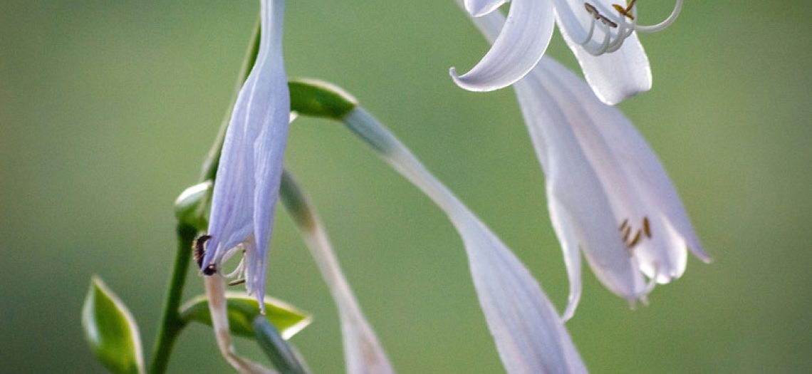 hosta flower