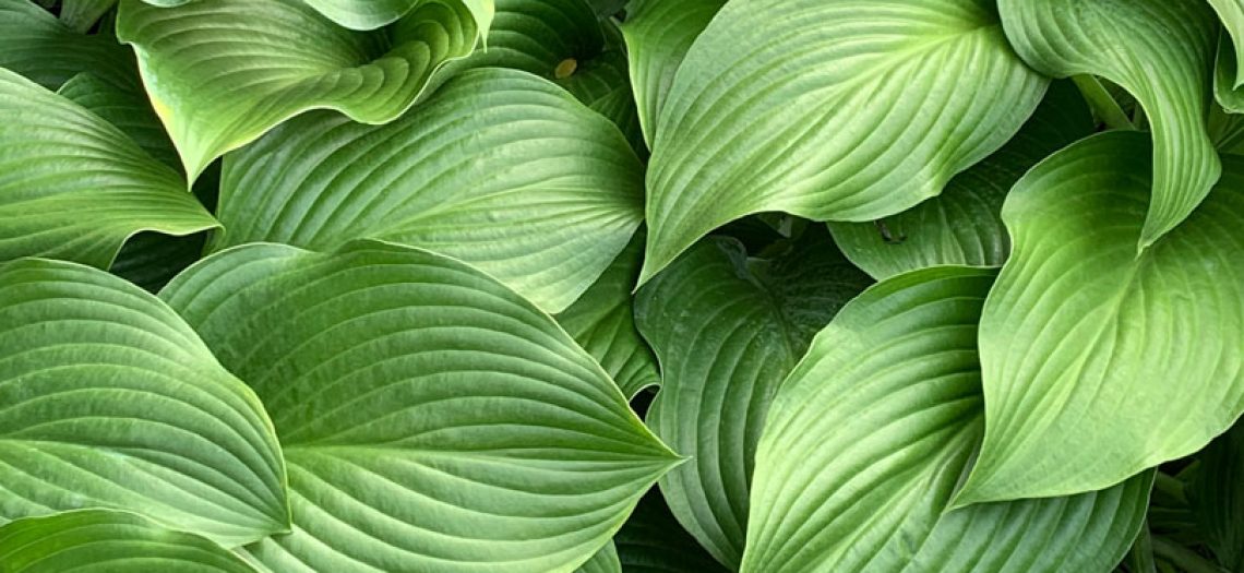 hosta leaves 1