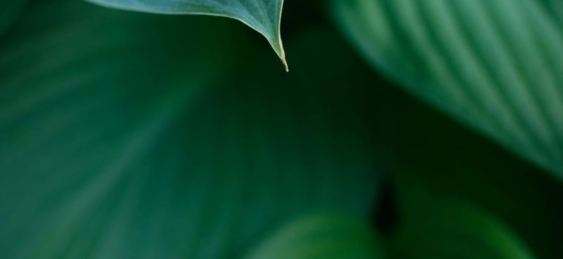 hosta leaves 2