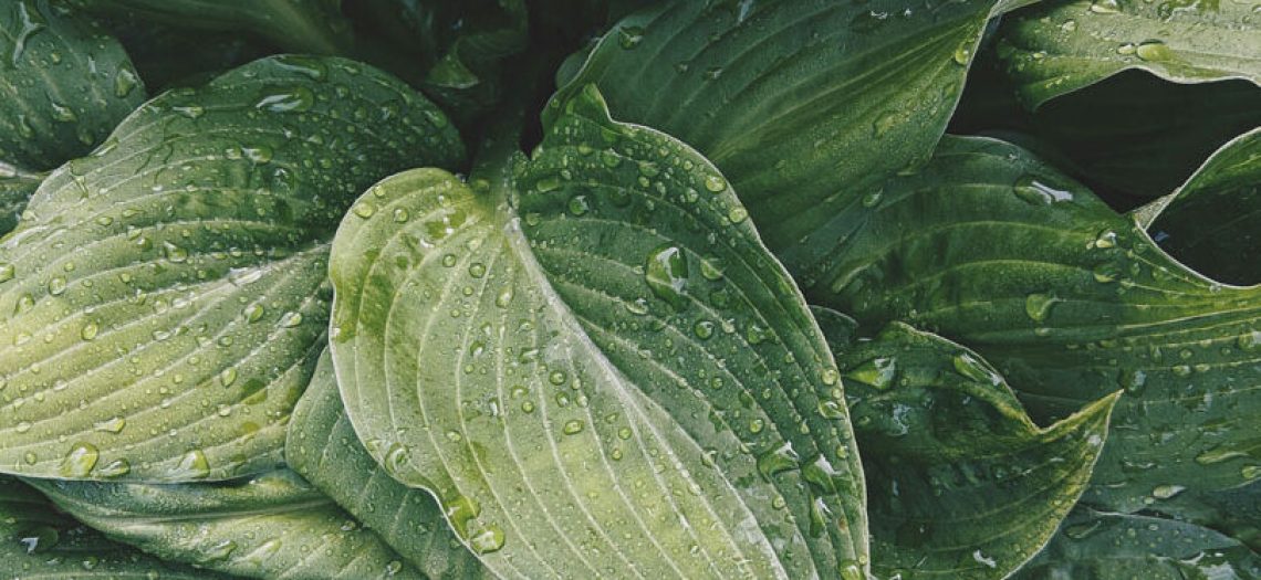 hosta leaves 3