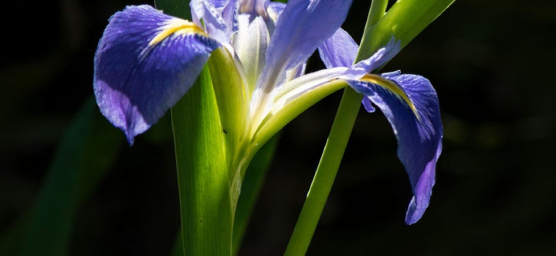 iris